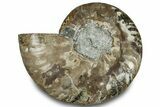 Cut & Polished Ammonite Fossil (Half) - Madagascar #323313-1
